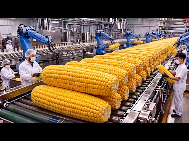 How Corn Milk Is Made | How Millions of Ears of Corn Are Turned Into a Creamy Drink