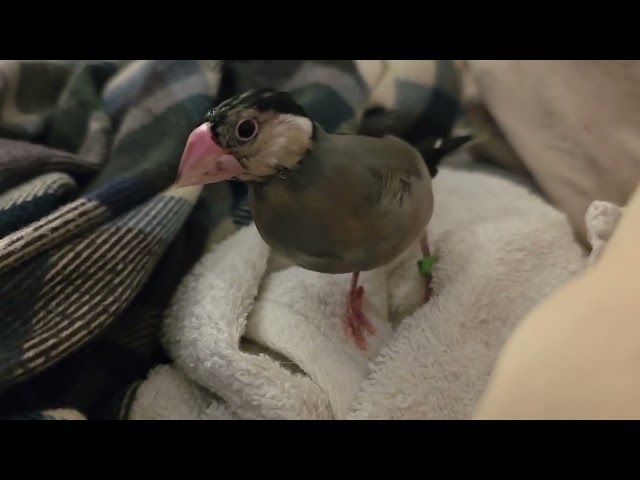 Java finch looking for something (Day 91)