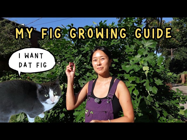 How to Grow Figs in Cold Climates | Winter Protection Guide (Zone 5-8)