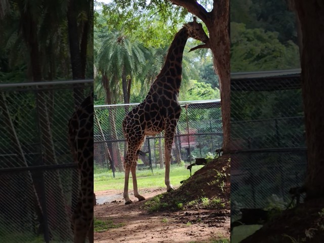 Giraffe Amazing Height! 🦒💧