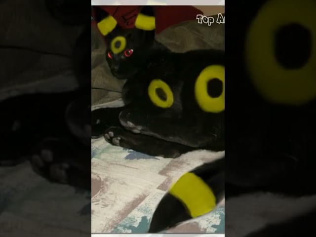 @MooseCraft Finds Umbreon Pokemon in Real Life! #shorts