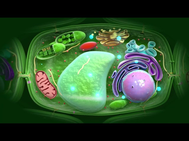 How do plant cells talk to each other using systemic signalling?
