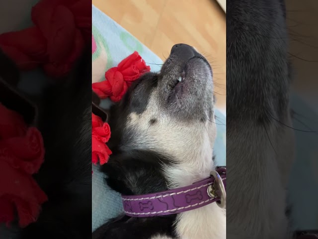 Sometimes my lip gets stuck on my teefs 🐶 Cute Chihuahua sleeping 💤