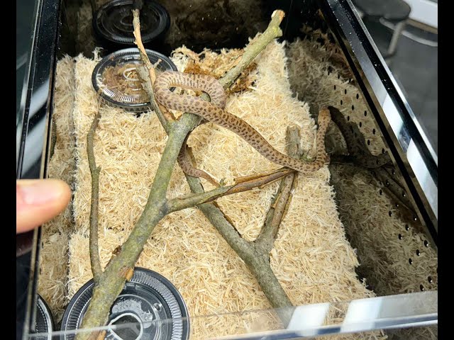Your New Baby Childrens Python:  How to setup your new pet...