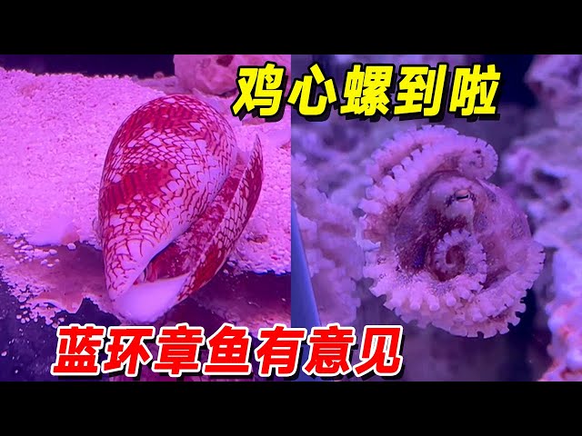 The new crumpled-lip shark has arrived with a chicken heart snail! But the blue-ringed octopus seem