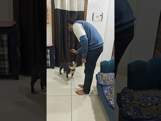 Obedient Million 🐾🐕 #puppy #americanbully