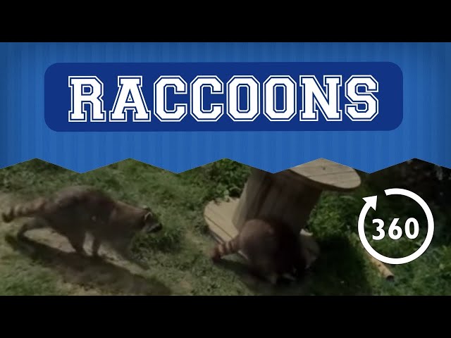 RACCOONS / NORTHUMBERLAND COUNTY ZOO / IN 360 VR