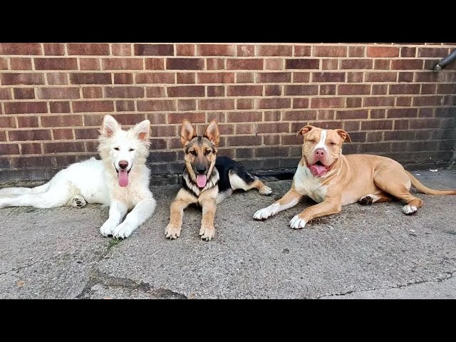 3 Dogs Off-Leash | Real Environments, Real Results