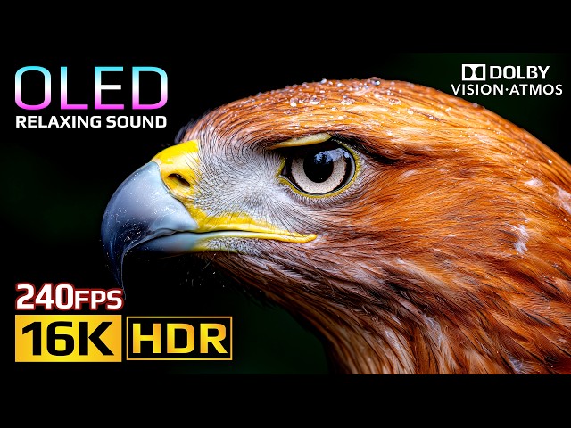 Absolutely the Best OLED HDR Test Ever | Dolby Vision 16K HDR 240fps (8K/4K Video TV)