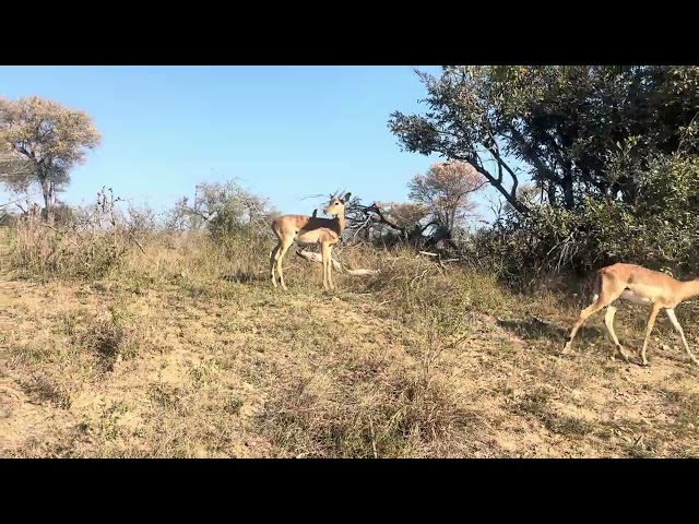 Young male impala with oxpecker