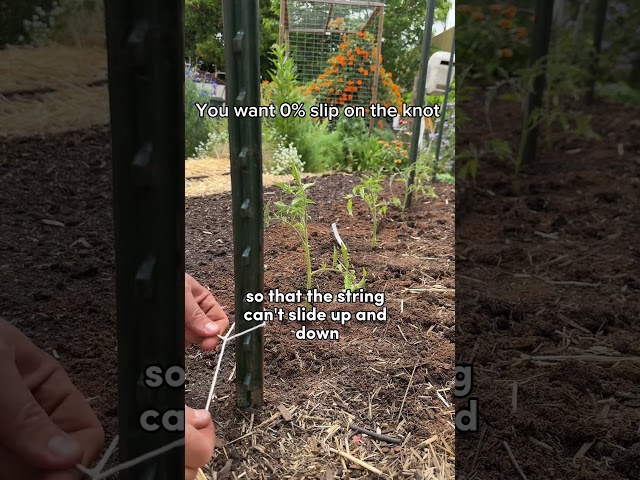 I Made A Tomato Trellis With The Biggest Yields!