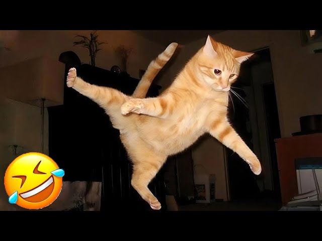 Funny Cats Compilation | Funniest Cat Fails Caught On Camera