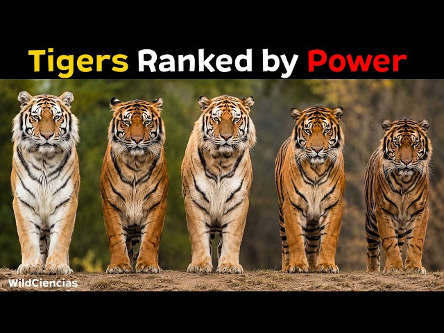 All 9 Tiger Subspecies Ranked by How Powerful They Are