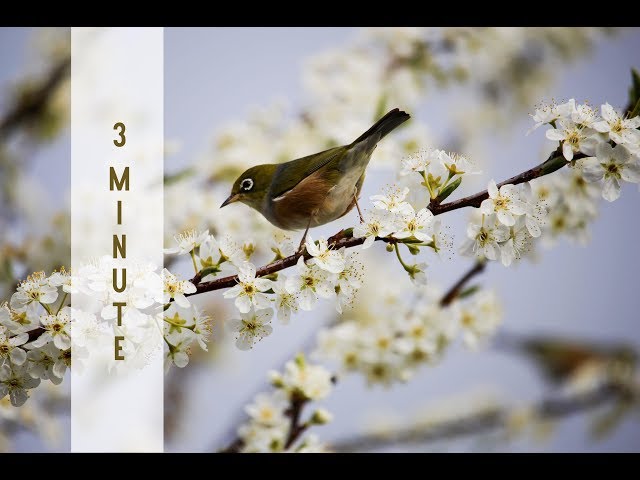 Reiki Healing Music with 24 x 3 minute Bell Timers