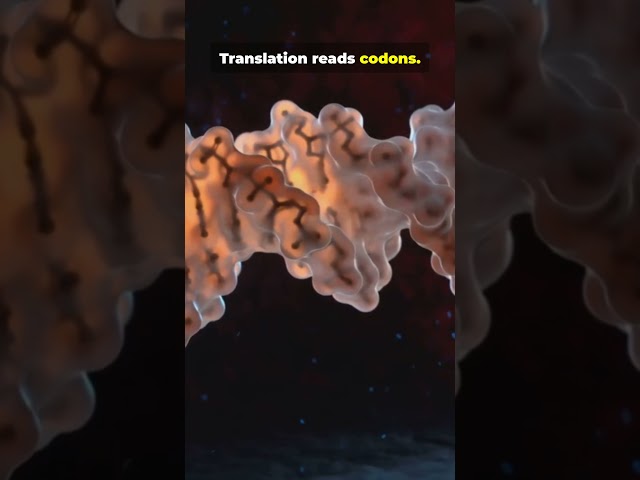 How DNA Becomes Proteins 🧬