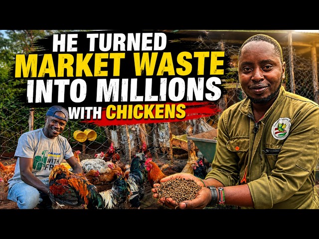 From 50 to 500  Chickens. How I Produce  Black Soldier Flies (BSF) to feed chicken & Built Wealth