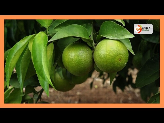 Smart farming helps Baringo farmer beat climate change
