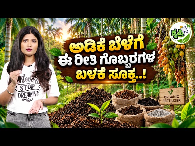 ARECANUT FERTILIZER GUIDE! | ಅಡಿಕೆ ಬೆಳೆಗೆ ಈ ರೀತಿ ಗೊಬ್ಬರಗಳ ಬಳಕೆ ಸೂಕ್ತ..! | Ashwaveega News