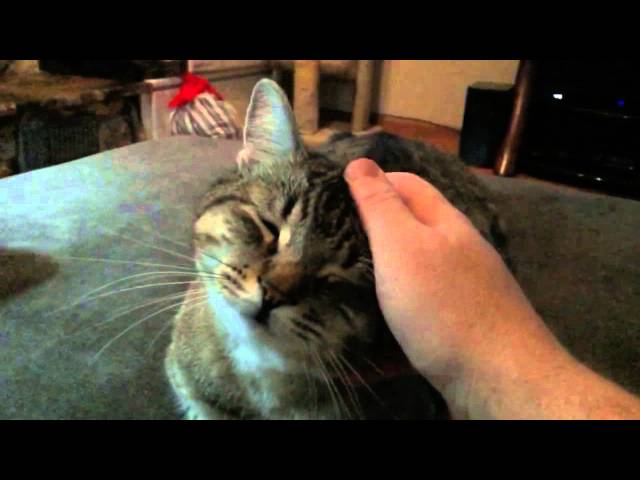 Richard Parker getting a head rub in SLO-MO is the cutest t