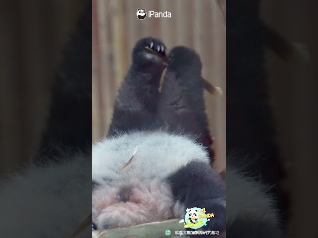 How Is A Creature Allowed To Be This Cute? | iPanda #shorts