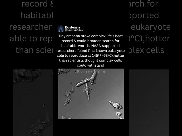The Tiny Amoeba That Survives Extreme Heat