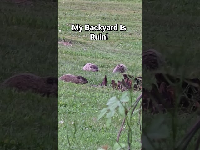 Backyard is ruin #helpmemakethismakesense #diyprojects #backyard
