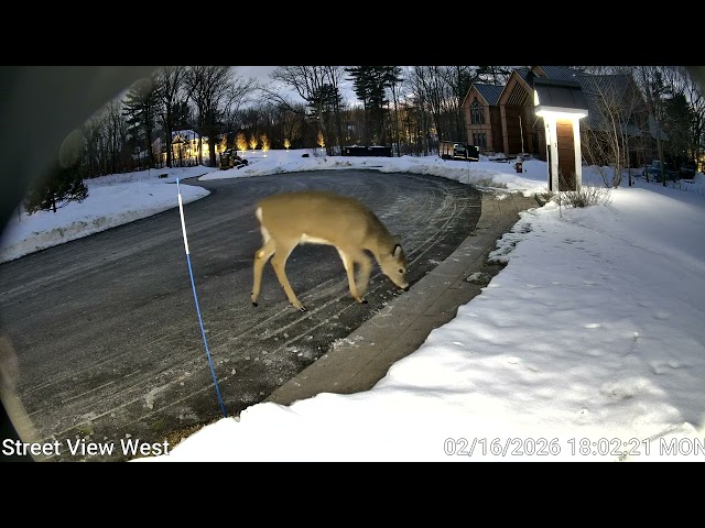 Security Camera Ranger Rick Edition