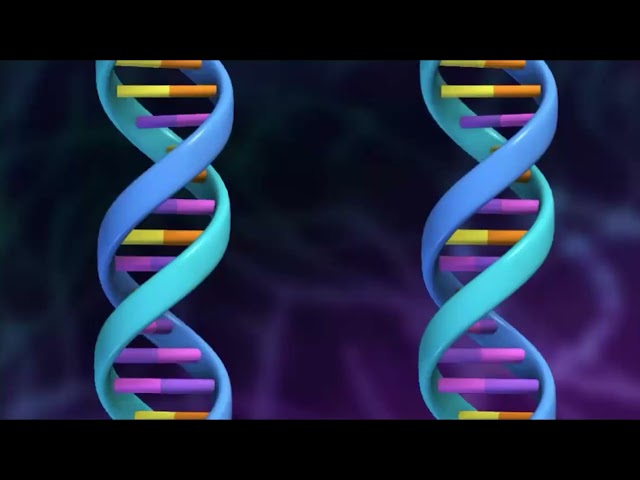 3.1.1 DNA Structure and Reproduction Animation
