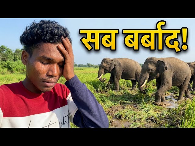 What Have the Elephants Done