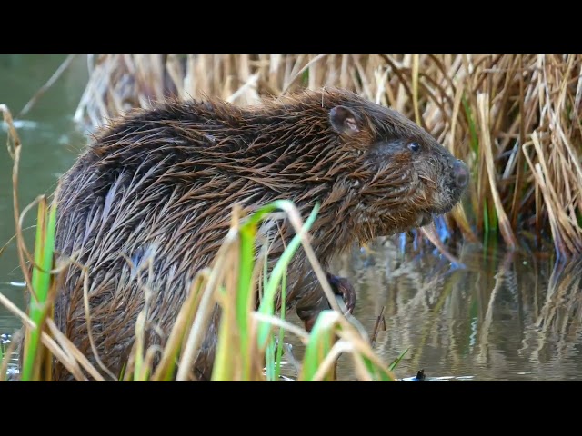 Dorset Wildlife Trust Beaver Consultation