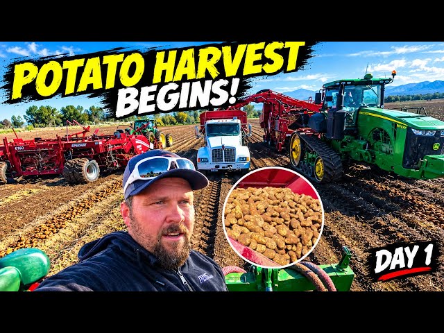 Our First Day of Potato Harvest Was a Mess!
