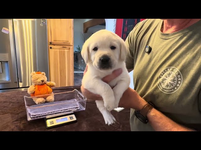 4-Week-Old Lab Puppy, BOUNTY, gets a Birthday "Milkshake" #labrador #puppy #cutepuppy