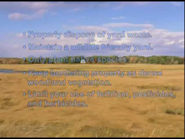 What is a salt marsh?
