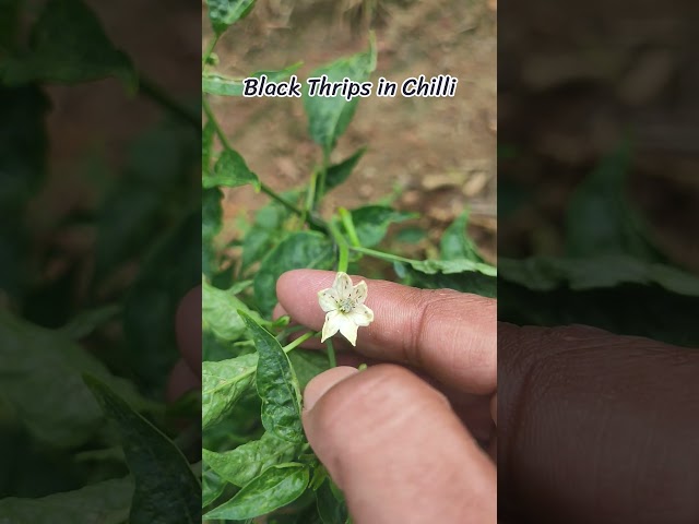 Chilli Farming #Black Thrips in Chilli#farming #chilli #capsicum #vegetables #