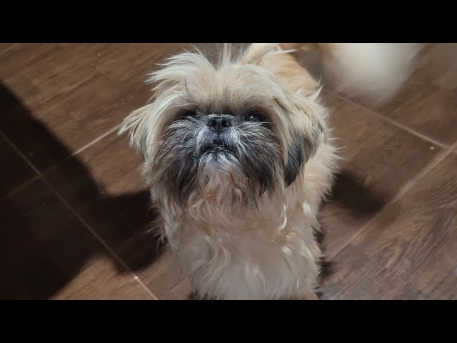 Filming Everything with Shih Tzu Puppies