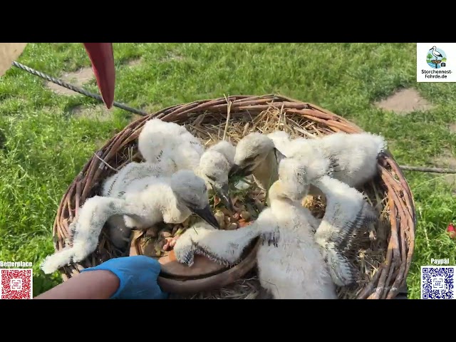 Anton, August, Auguste and Willi - the Fohrd Cloverleaf at feeding time - 05/24/2026