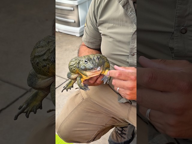 Mr. Chubby The Bullfrog 🐸