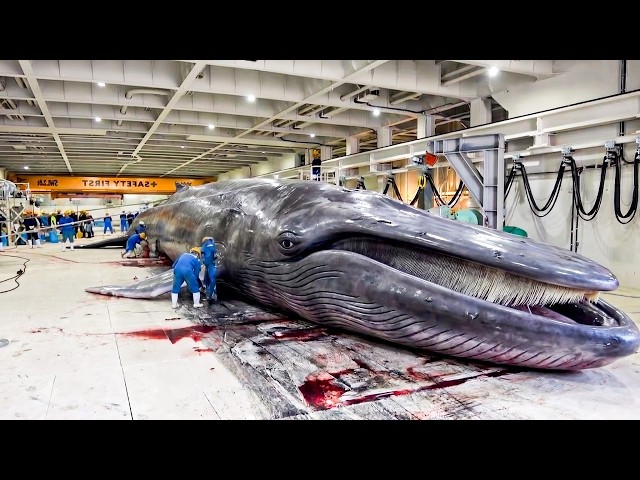 Inside Japan’s 10,000-Ton Whaling Factory Ship Processing a 50-Ton Fin Whale