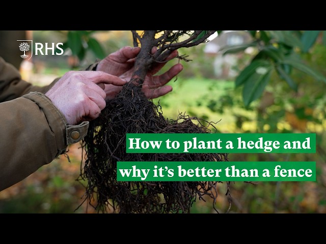 How to plant a hedge and why it’s better than a fence | The RHS