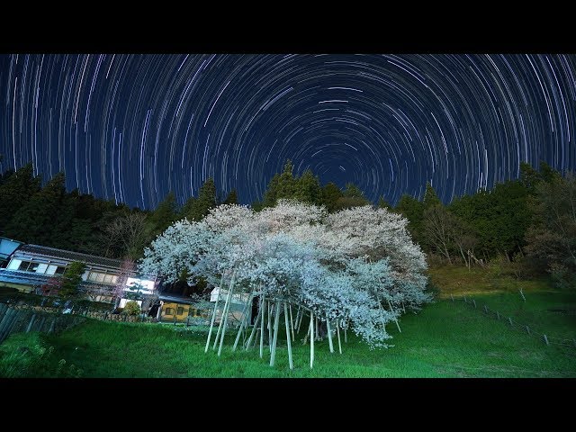Sakura Star Trail