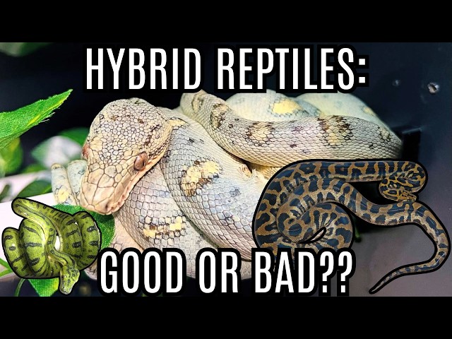 Are Hybrid Reptiles Good Or Bad For The Hobby??