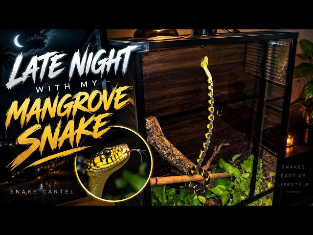 Late Nights With My Mangrove Snake & Green Tree Python 