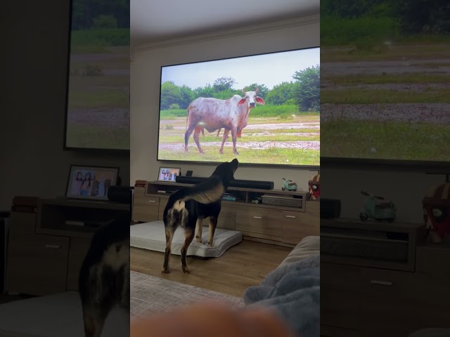 John and Ann's Dog Dune Loves Cows