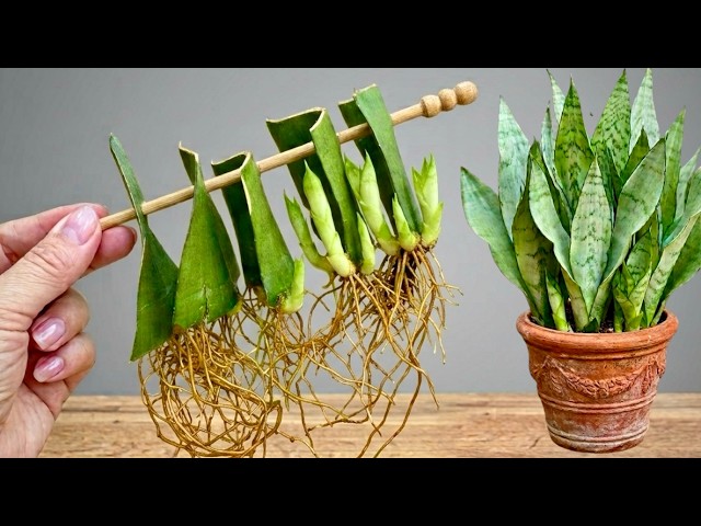 I Wish I Knew This Sooner… How to Grow a Snake Plant from a Single Leaf 🌱