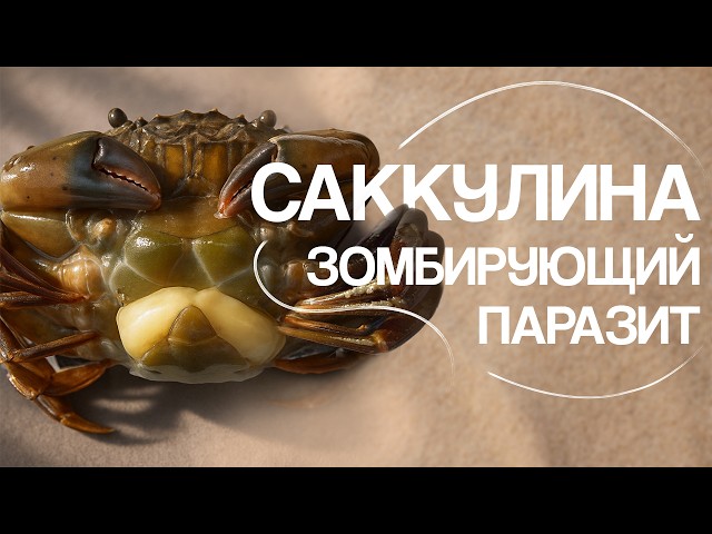 Sacculina: A Fantastic Parasite! Natalia Nosova.