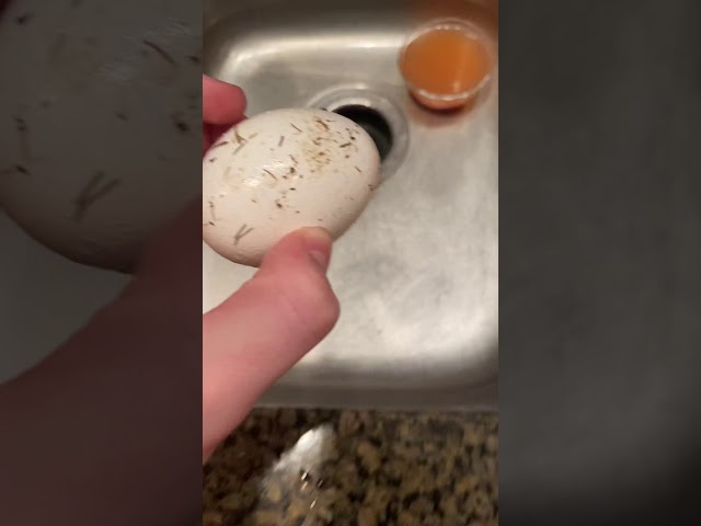 How to put a dirty egg in the garbage disposal(100% Works)