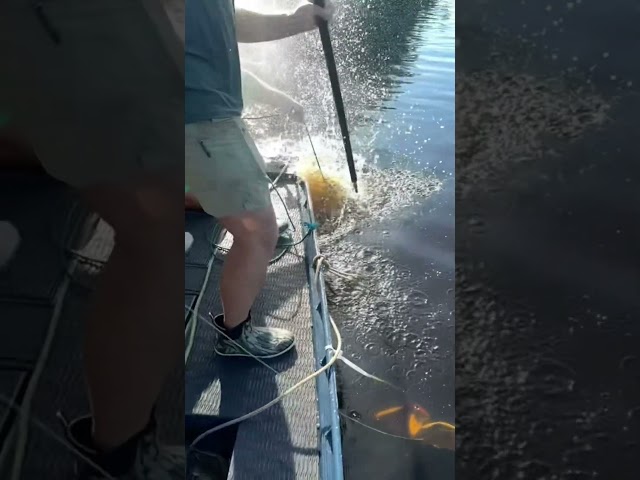 HUGE ALLIGATOR CAPTURED! 18/20 #viral #short #youtubeshorts #shorts #viralvideo #youtube #shortvideo