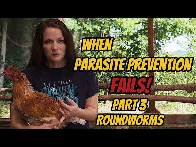 Don't Let PARASITES Destroy Your Flock! [Part 3: Roundworms]