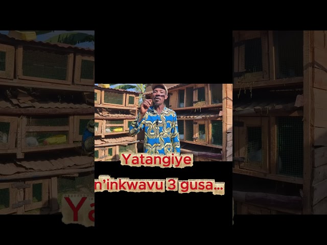 INKWAVU 3 ZIBA 80 MU MWAKA UMWE 😱🐇