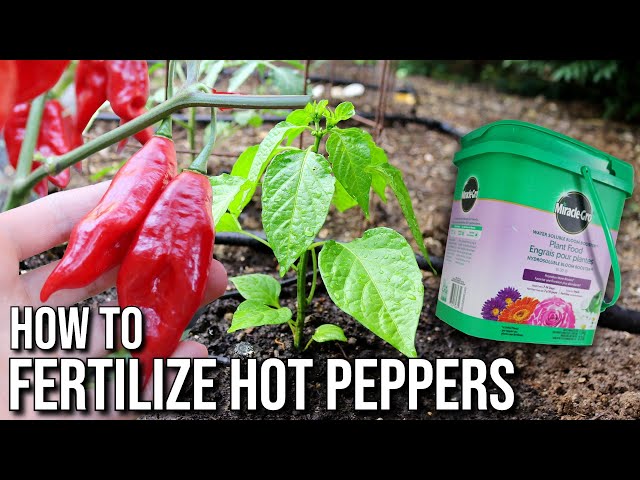 How to Fertilize Hot Peppers for Peak Production EVERY Time